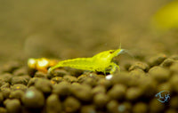 Load image into Gallery viewer, Yellow Cherry Shrimp

