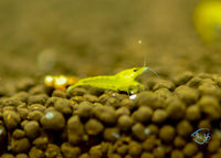 Load image into Gallery viewer, Yellow Cherry Shrimp
