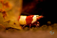 Load image into Gallery viewer, Pure Red Line (PRL) Shrimp
