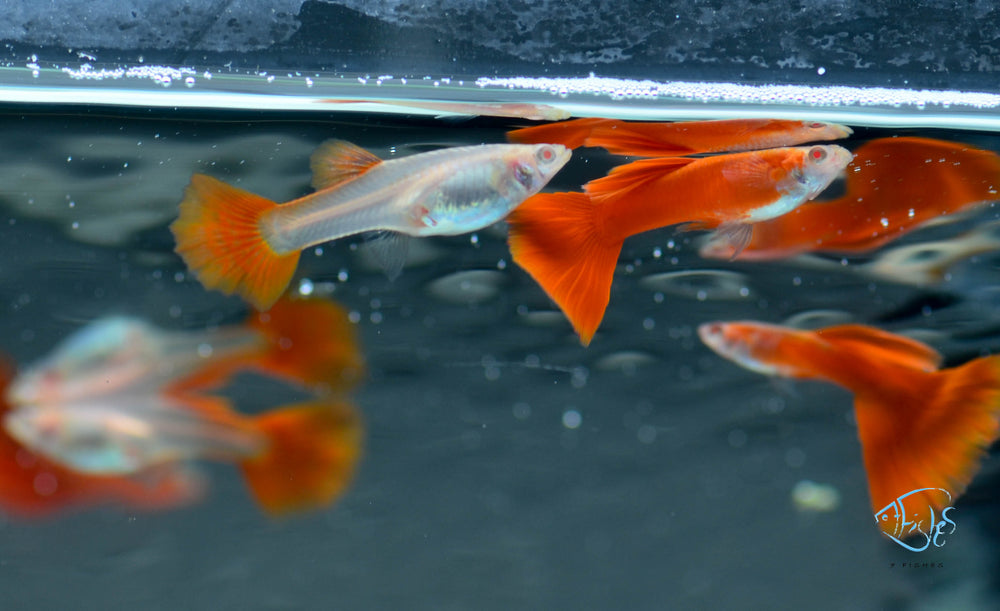 Albino Red Guppy Females