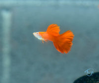 Load image into Gallery viewer, Albino Red Guppy Females
