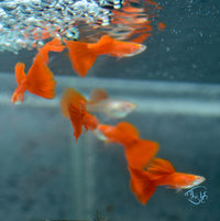 Load image into Gallery viewer, Albino Red Guppy Females
