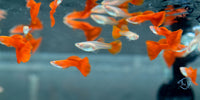 Load image into Gallery viewer, Albino Red Guppy Females
