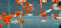 Load image into Gallery viewer, Albino Red Guppy Females
