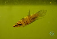 Load image into Gallery viewer, Betta Pugnax Male
