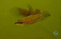 Load image into Gallery viewer, Betta Pugnax Male
