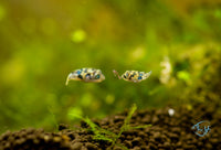 Load image into Gallery viewer, Pea Puffer Juveniles
