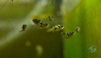 Load image into Gallery viewer, Pea Puffer Juveniles

