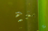Load image into Gallery viewer, Pea Puffer Juveniles
