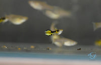 Load image into Gallery viewer, Tiger Endler
