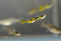 Load image into Gallery viewer, Tiger Endler
