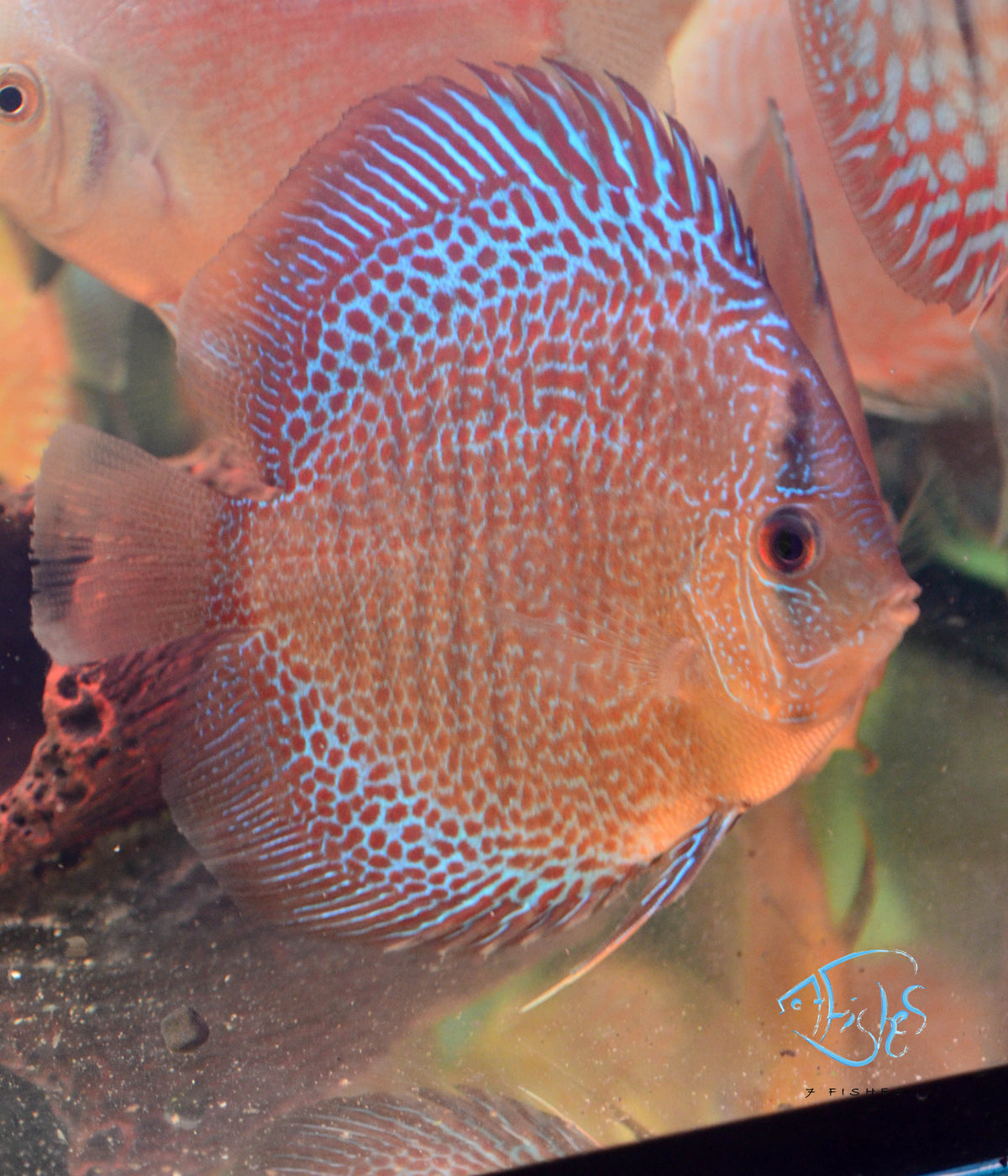 Spotted Eruption Discus