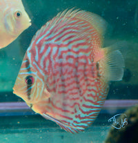 Load image into Gallery viewer, Tiger Turquoise Discus
