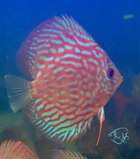 Load image into Gallery viewer, Tiger Turquoise Discus
