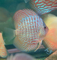 Load image into Gallery viewer, Tiger Turquoise Discus
