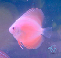 Load image into Gallery viewer, Red Melon Discus
