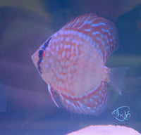 Load image into Gallery viewer, Tiger Turquoise Discus

