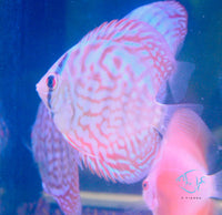 Load image into Gallery viewer, Tiger Turquoise Discus
