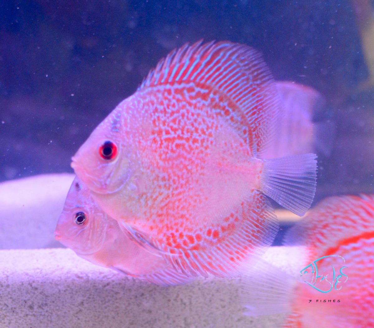 Spotted Eruption Discus