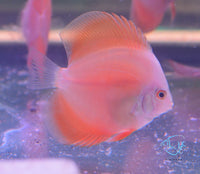 Load image into Gallery viewer, Red Melon Discus
