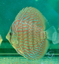 Load image into Gallery viewer, Spotted Leopard Discus
