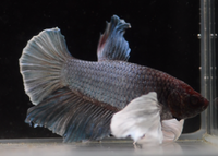 Load image into Gallery viewer, Dumbo HMPK Bachelor 5 Pack - Seven Fishes
