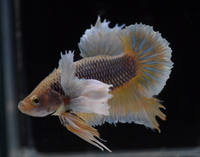 Load image into Gallery viewer, Dumbo HMPK Bachelor 5 Pack - Seven Fishes
