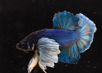 Load image into Gallery viewer, Dumbo HMPK Bachelor 5 Pack - Seven Fishes
