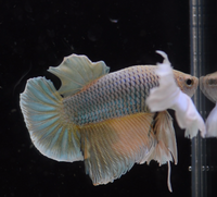 Load image into Gallery viewer, Dumbo HMPK Bachelor 5 Pack - Seven Fishes
