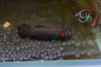 Load image into Gallery viewer, Betta Hendra Pair
