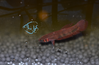 Load image into Gallery viewer, Betta Hendra Pair
