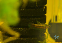 Load image into Gallery viewer, Betta Hendra Pair
