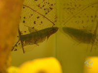 Load image into Gallery viewer, Betta Hendra Pair
