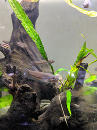 Load image into Gallery viewer, Betta Macrostoma
