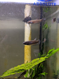 Load image into Gallery viewer, Betta Macrostoma
