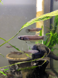 Load image into Gallery viewer, Betta Macrostoma
