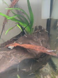 Load image into Gallery viewer, North Queensland Algae Shrimp - Seven Fishes
