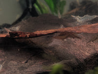 Load image into Gallery viewer, North Queensland Algae Shrimp - Seven Fishes
