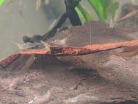 Load image into Gallery viewer, North Queensland Algae Shrimp - Seven Fishes
