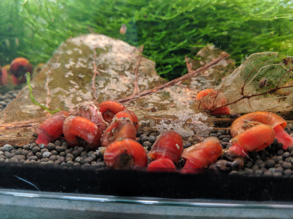 Red Ramshorn Snail - Seven Fishes