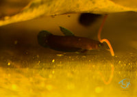 Load image into Gallery viewer, Betta Miniopinna Pair
