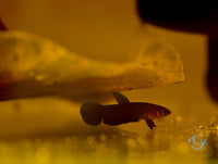 Load image into Gallery viewer, Betta Miniopinna Pair
