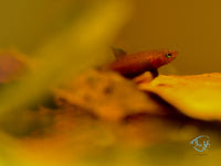 Load image into Gallery viewer, Betta Miniopinna Pair
