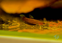 Load image into Gallery viewer, Betta Miniopinna Pair
