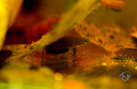 Load image into Gallery viewer, Betta Miniopinna Pair
