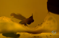 Load image into Gallery viewer, Betta Miniopinna Pair
