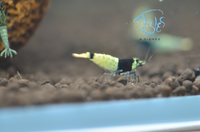 Load image into Gallery viewer, Mosura Blue Bolt Taiwan Bee Shrimp
