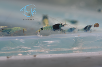 Load image into Gallery viewer, Mosura Blue Bolt Taiwan Bee Shrimp
