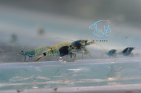 Load image into Gallery viewer, Mosura Blue Bolt Taiwan Bee Shrimp
