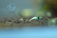 Load image into Gallery viewer, Mosura Blue Bolt Taiwan Bee Shrimp
